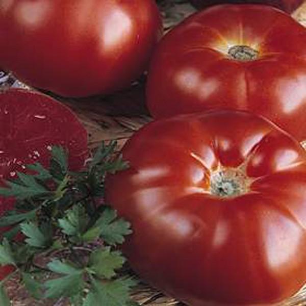 Mediteranski lekovit paradajz Origin10