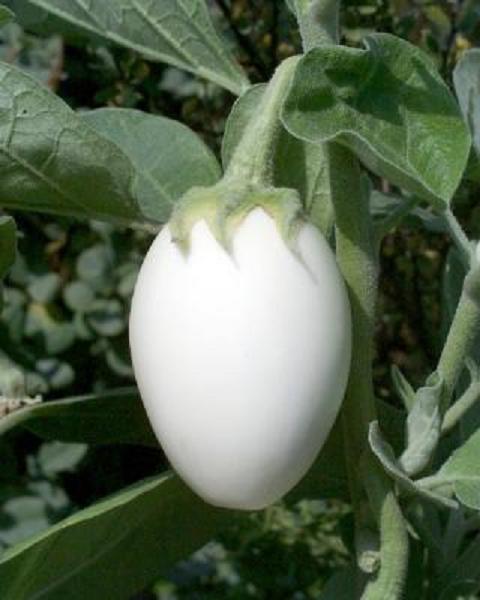 Solanum melongena Egg tree-biljno jaje Solanu10