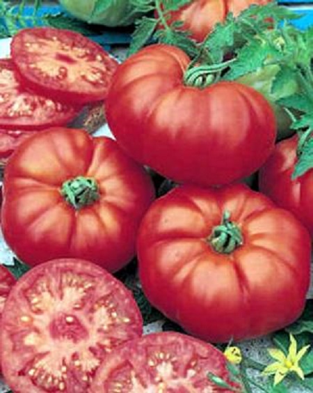Marmande~paradajz Tomate10