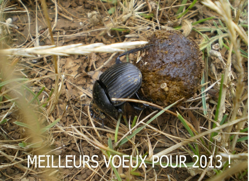 2013 Voeux10