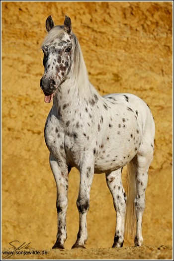 MOONLICHT | APPALOOSA | J Caleso10