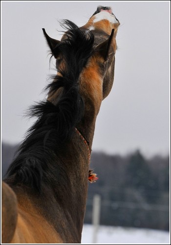 SHANE | AKHAL TEKE | E Eterni11