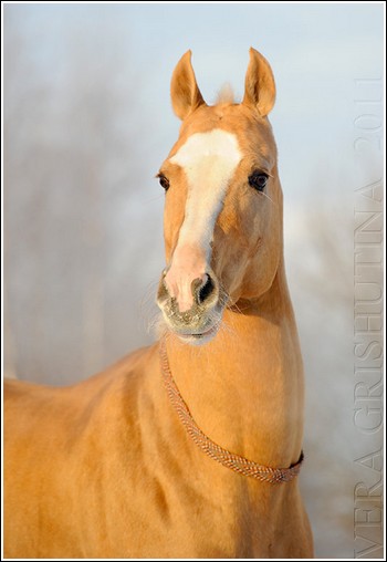 OPALINE | AKHAL TEKE | J Palino10