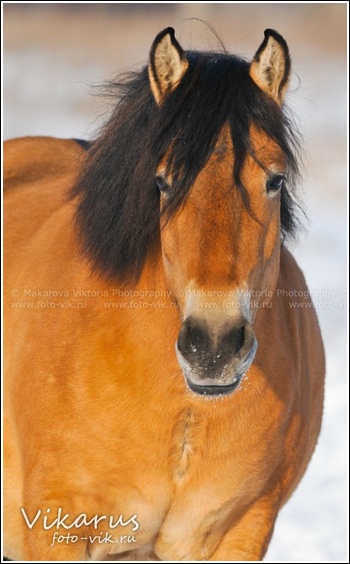 VALKYRIE | DARTMOOR | J Te_amo12