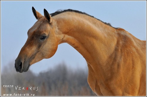 CREVETTE | AKHAL TEKE | E Wistit12