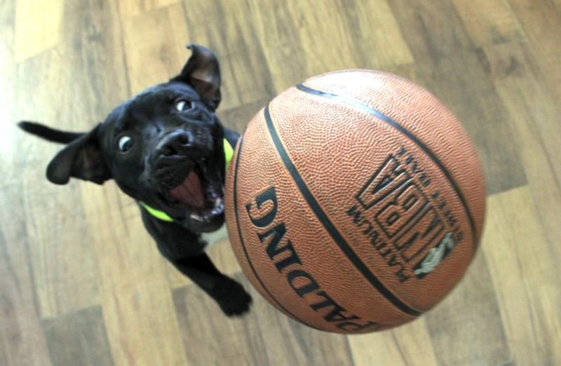 Staffies with balls Zidane10