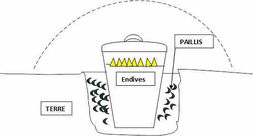 Culture des endives en hiver, à l’extérieur ou à l’intérieur ? Sans_t10