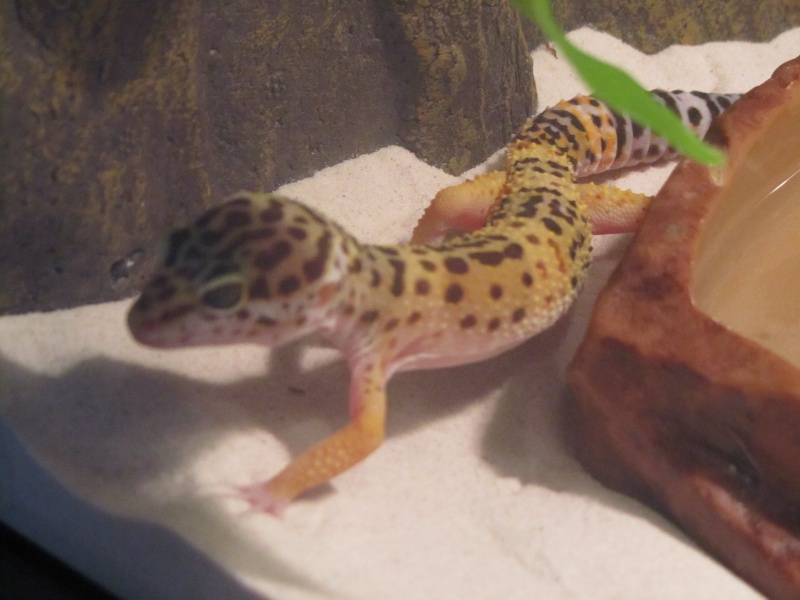 Mon premier gecko leopard est arrivé ! Img_2213