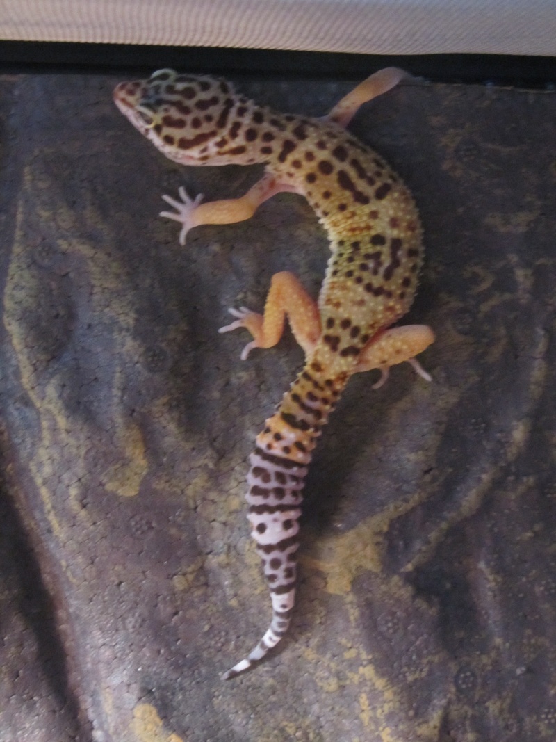 Mon premier gecko leopard est arrivé ! Img_2214