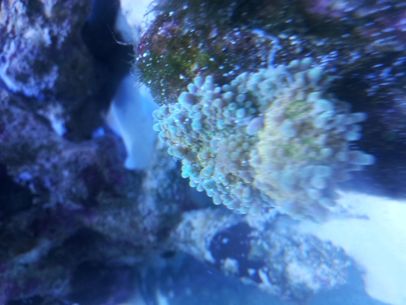 Identification corail 20130112