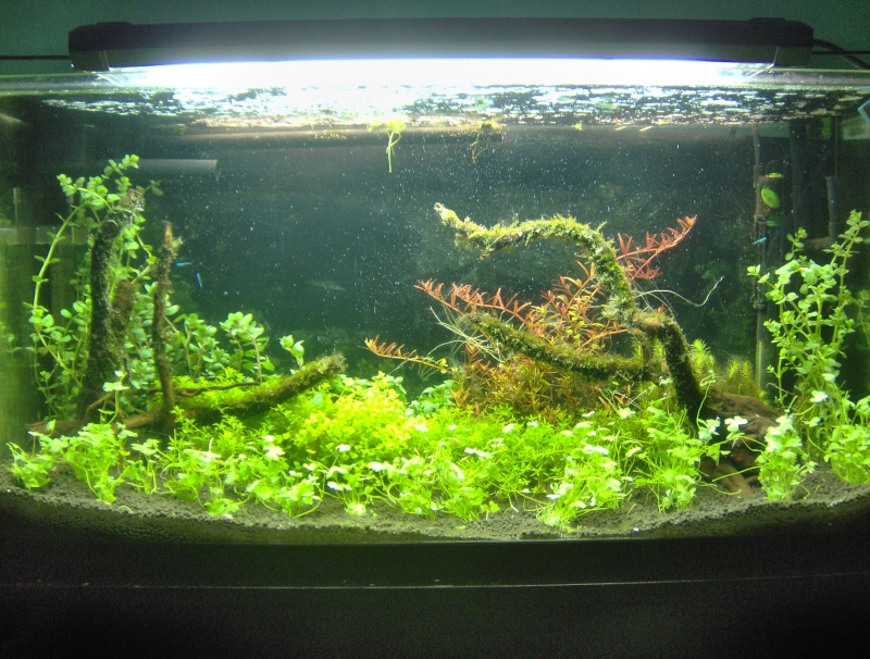 projet aquascape - Page 5 Photo10