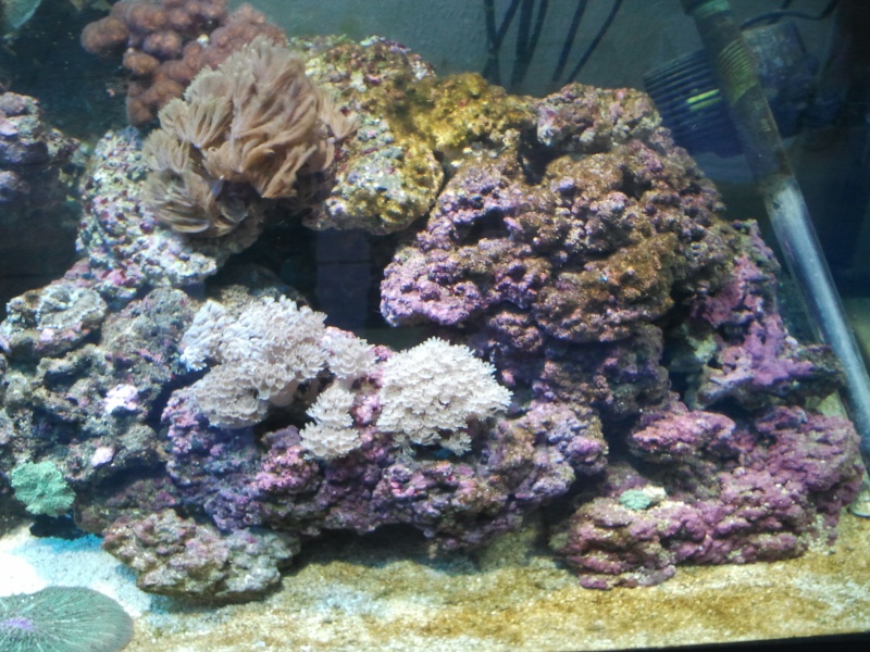 de l aide svp comment se debarasser des algues brune  mer 20121211