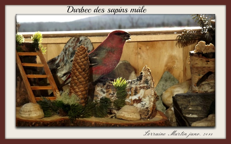 Durbec des sapins (trois photos)  Dscf1618