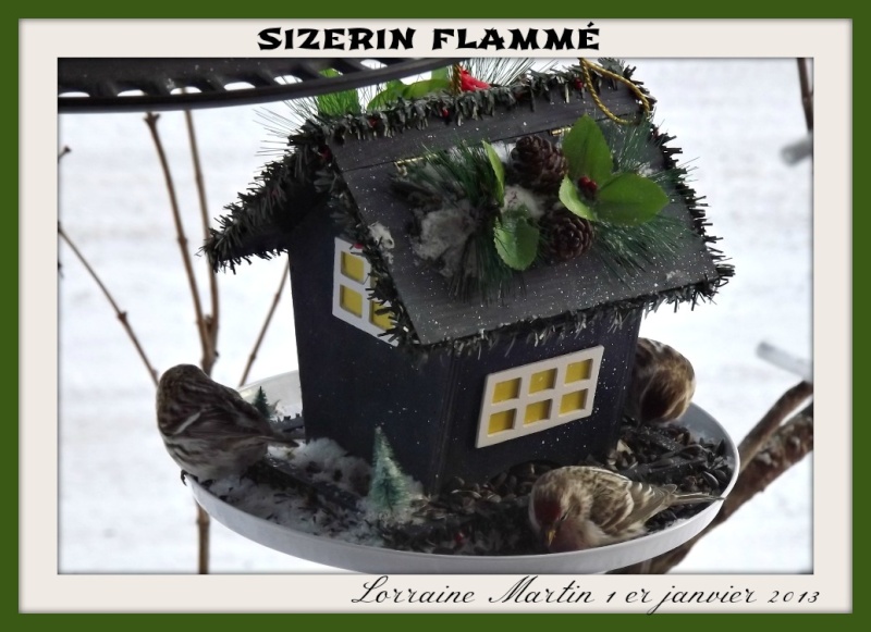 Sizerin flammé mangeoire de Noël  Photo_18