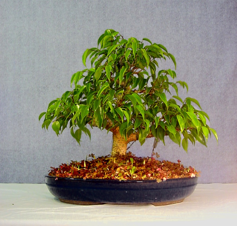 Ficus Benjamina Ficus_13