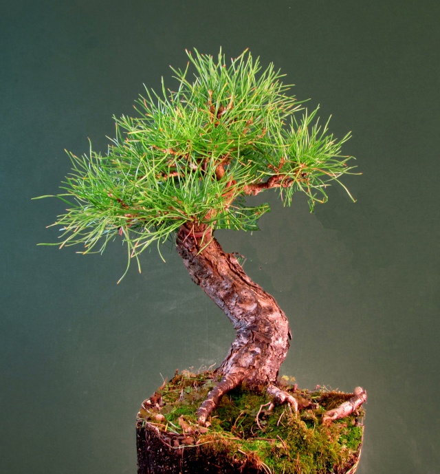 Scots Pine Progression Sho_sc15