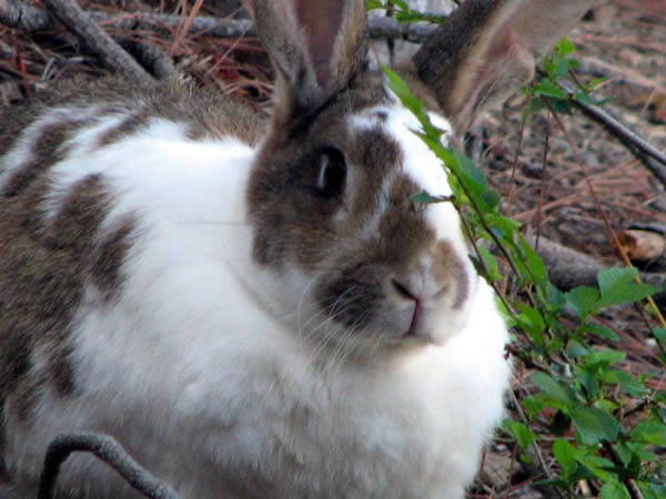 ----- LES GENS QUI S ' NTERESSE AU LAPIN  Vener ICI ------- 311