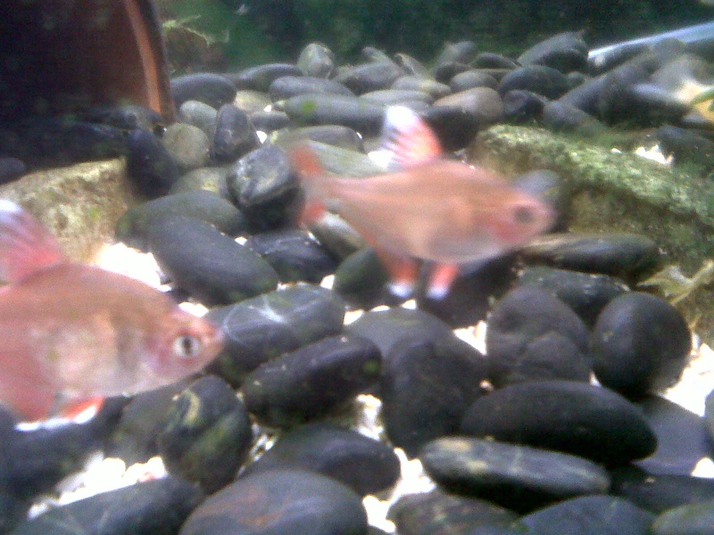Mes poissons se mangent entre eux... Je suis déséspéré  Img-2012