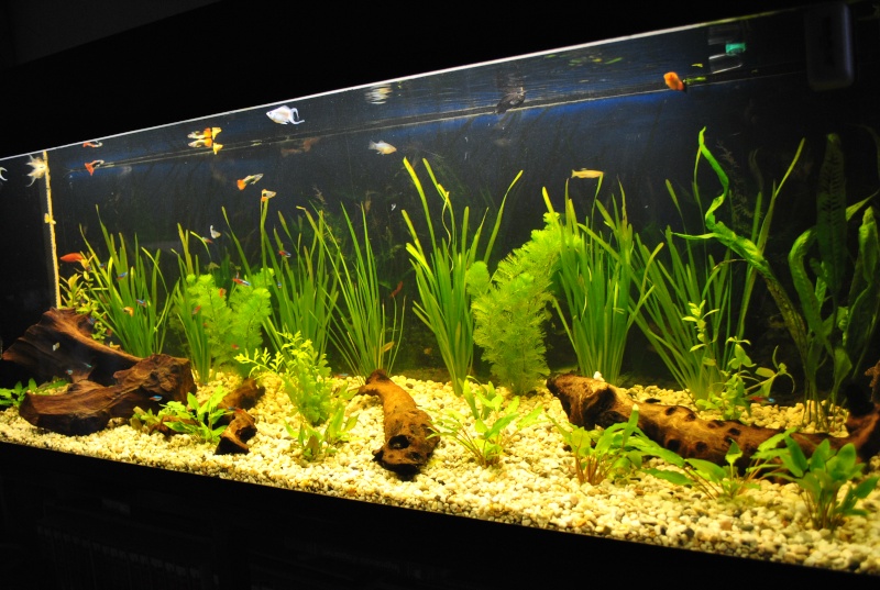 mon aquarium de 360 litres  Suite_12