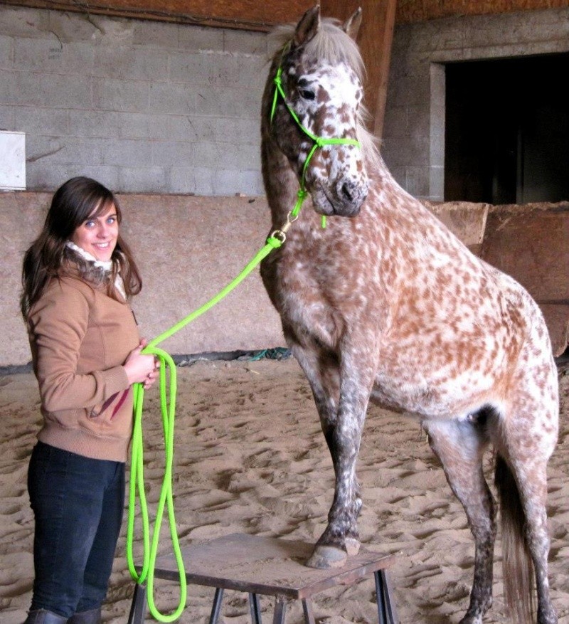 Paillette, jument 8ans  sauvée par l'asso adoptée par Margaux Paille10