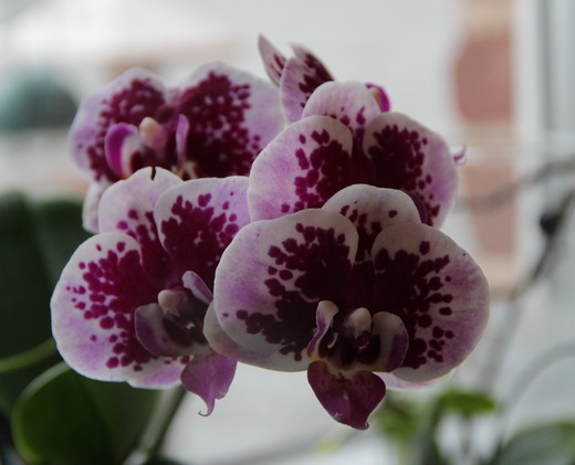 Orchidée - Cambria (mon cadeau de noel) Archid10