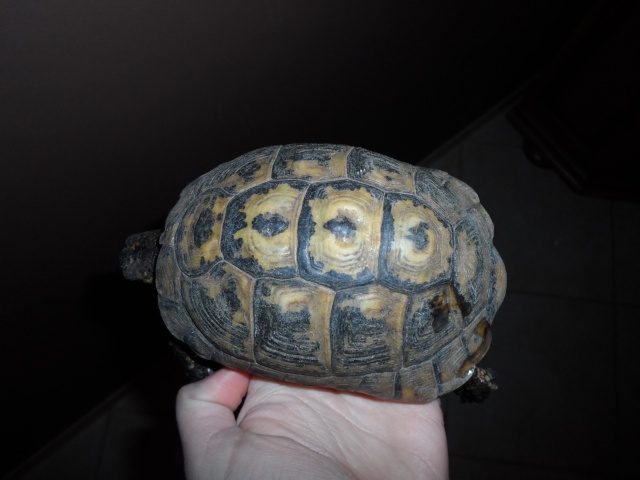 Besoin d'aide pour identification tortue Sam_2312