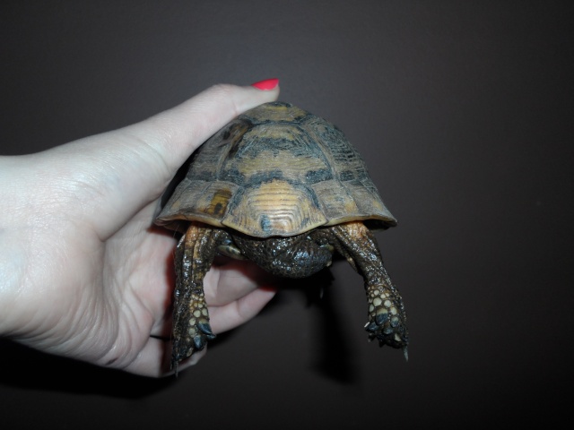 Besoin d'aide pour identification tortue Sam_2314