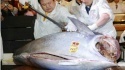 سمكة تونة فى اليابان تباع بـ 1.7 مليون دولار !!! Image_11
