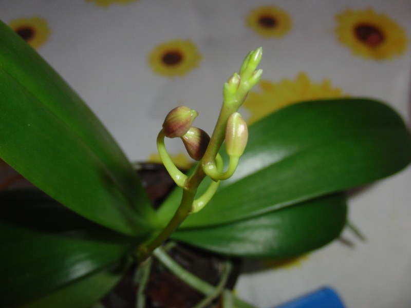 Phalaenopsis Hybrid Sämlinge  - Seite 2 Cimg4615