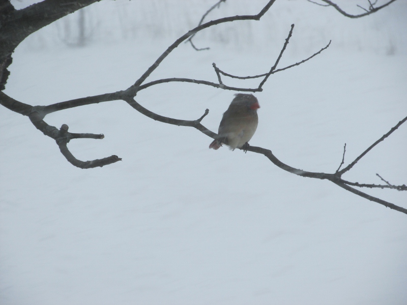 Une femelle cardinal rouge qui n'a pas froid aux yeux Img_0012