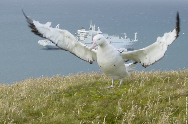 ABC DES ANIMAUX - Page 3 Albatr10