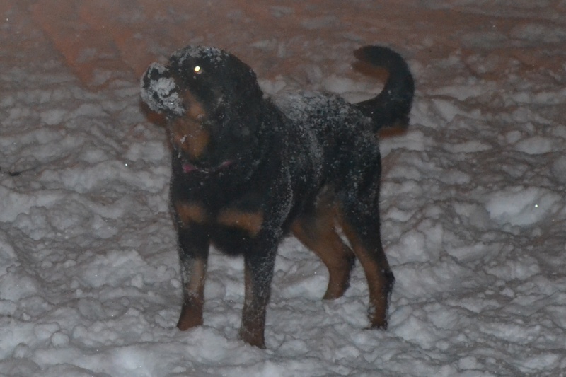 FAROCK Rottweiler né en 2010 Refuge du Mordant Csc_0210