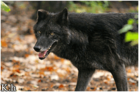 Jay-the alpha Wolf_s14