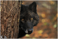 Jay-the alpha Wolf_s15