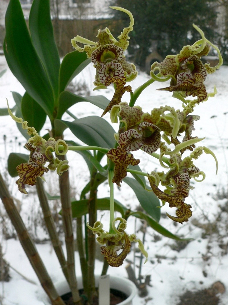 Dendrobium spectabile Dendro10
