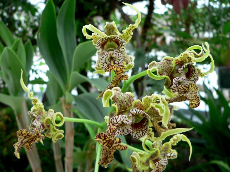Dendrobium spectabile Dendro11
