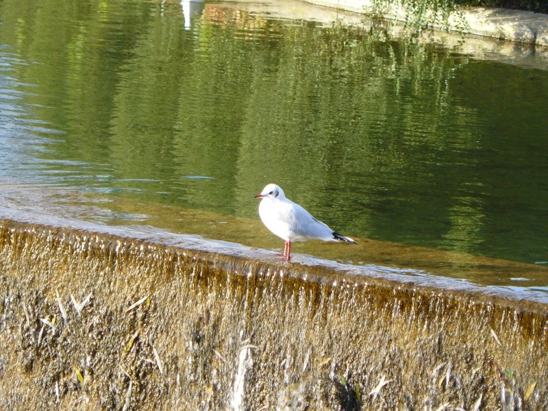 Les mouettes, un vrai fléau : un fauconnier pour les effaroucher (page 15) - Page 9 P1100210