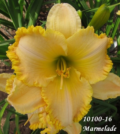 Fernande: 2010 au jardin en observation. 10100-10