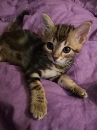 Olympe - Adoptée - Olympe (rebaptisée Tara) - Très belle tabby - Née le 25/06/2018 Img_2022