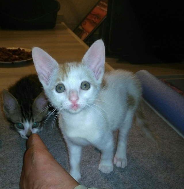 Adopté - Onnly (rebaptisé Odin) - Blanc et roux - Né le 25/06/2018 Onnly_15