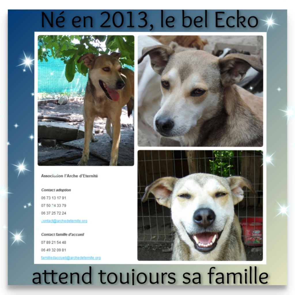 ECKO, mâle, né en Février 2016, équarrissage de PALLADY - parrainé par Nelly69-SOS-SC-R- Echo11