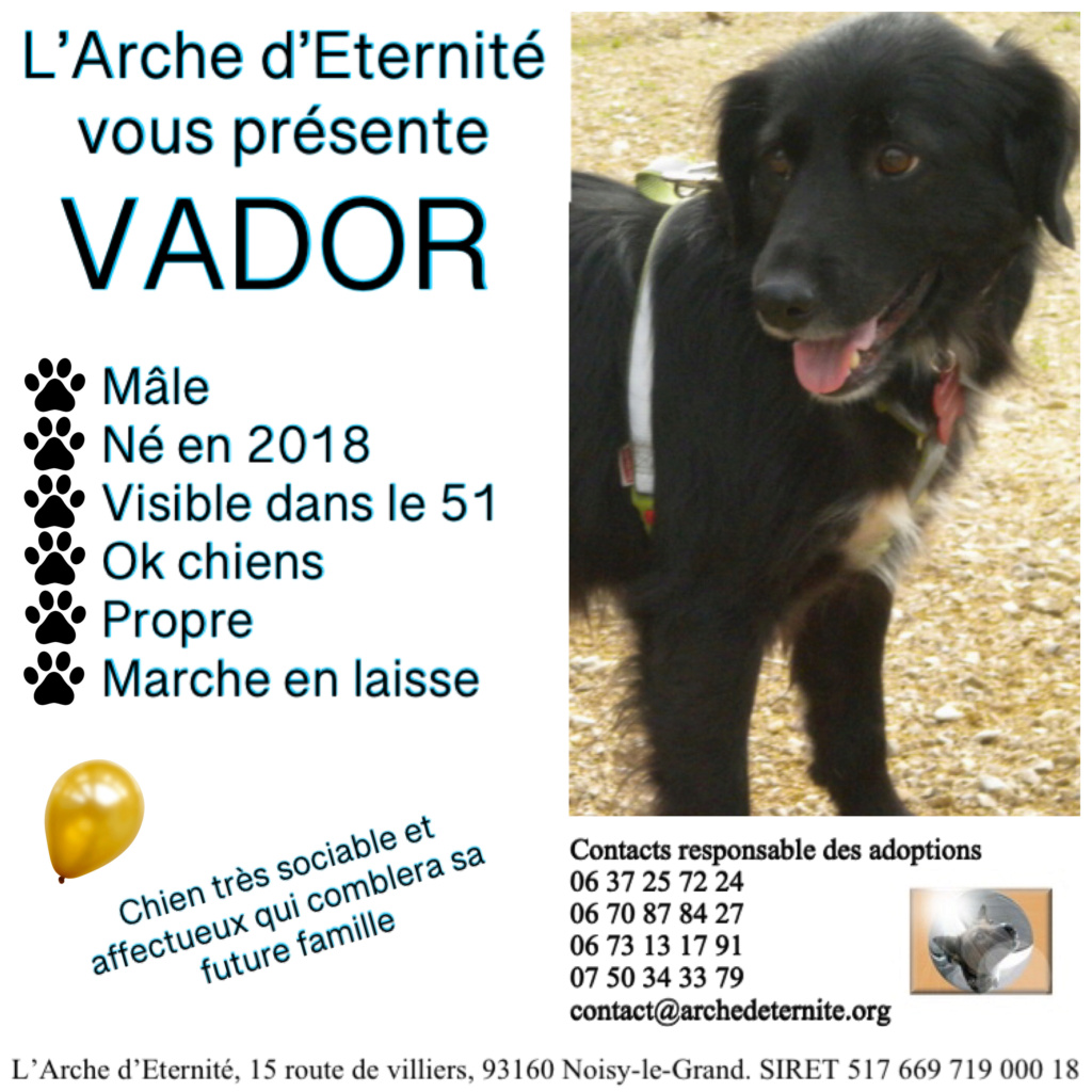 vador - VADOR, né  le 01/01/2018 trouvé à Bucarest- En FA dans le 51- PETITE/MOYENNE TAILLE, parrainé par Dash2504 et JJL -R-SC-30MA- Vador10