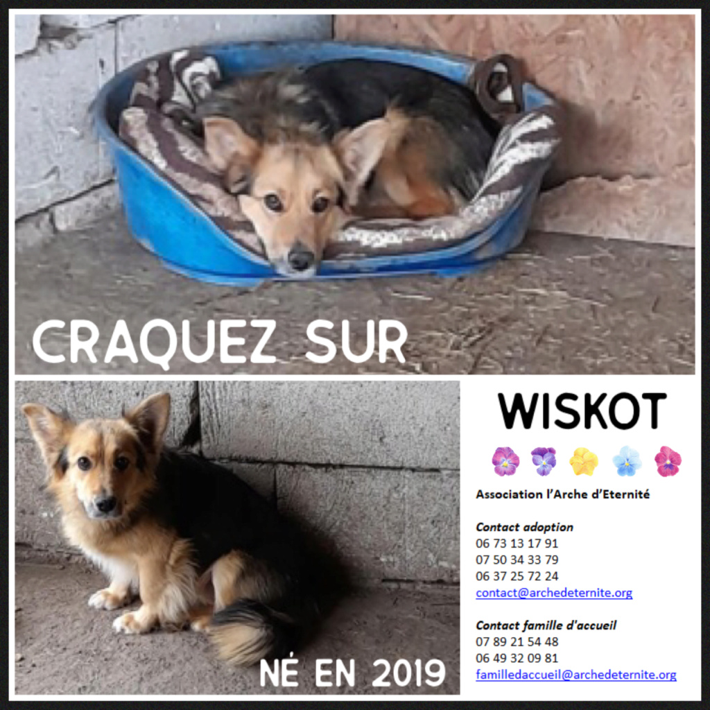  WISKOT - NE EN 2019 - SORTI DE L'EQUARRISSAGE EN AVRIL 2021 - Parrainé par lilirez2-R-SC Wiskot10