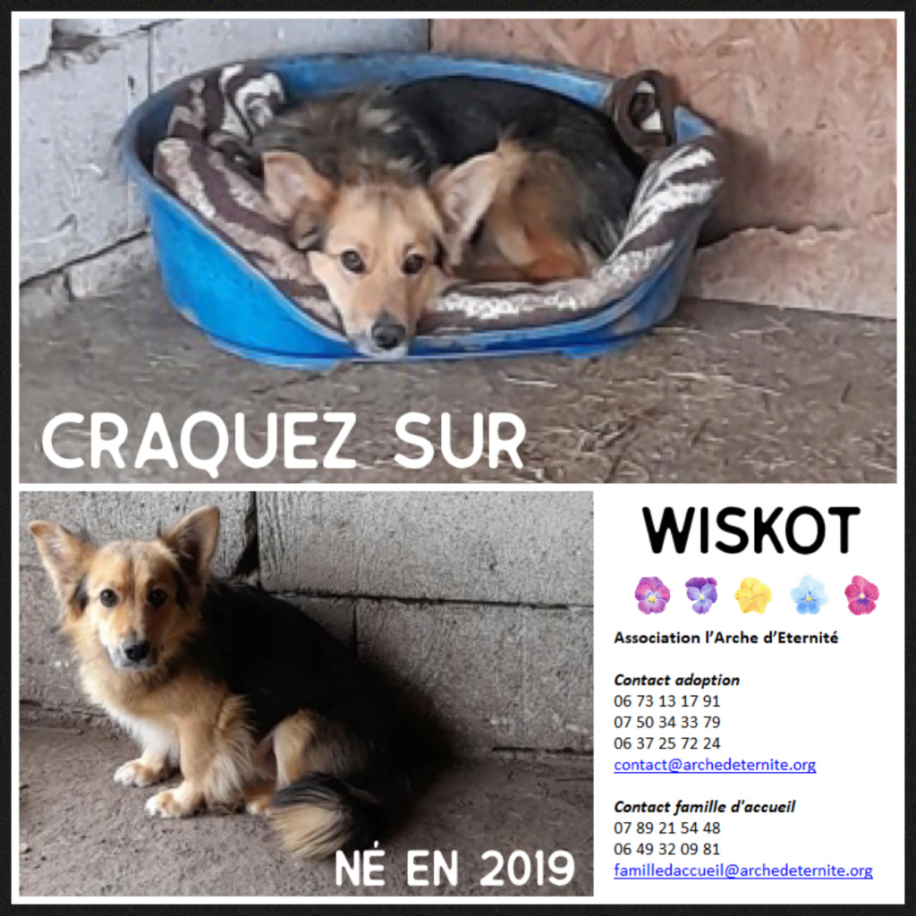 wiskot -  WISKOT  NE LE 19.03.2019  - SORTI DE L'EQUARRISSAGE EN AVRIL 2021 - Parrainé par lilirez2-R-SC Wiskot11