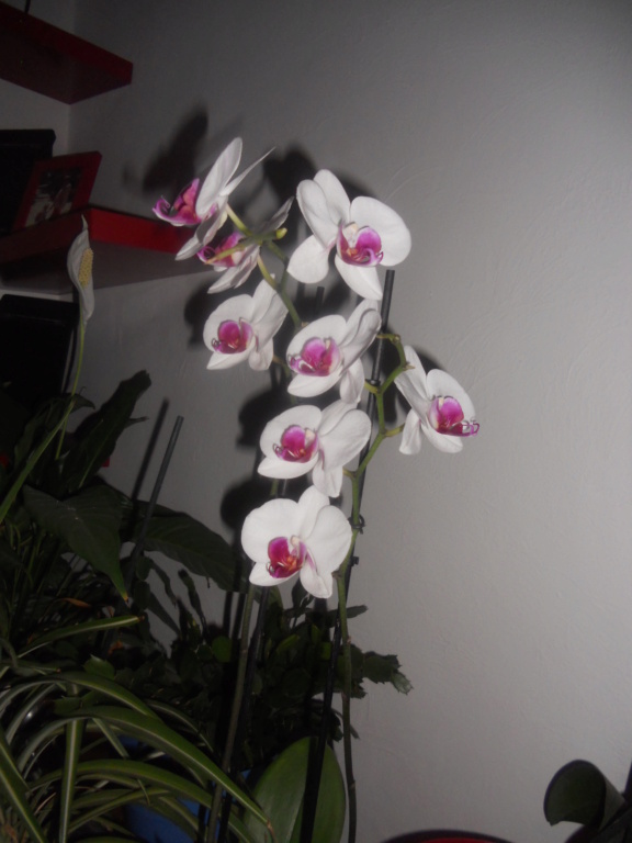 Floraison estivale de phalaenopsis Dscn0134