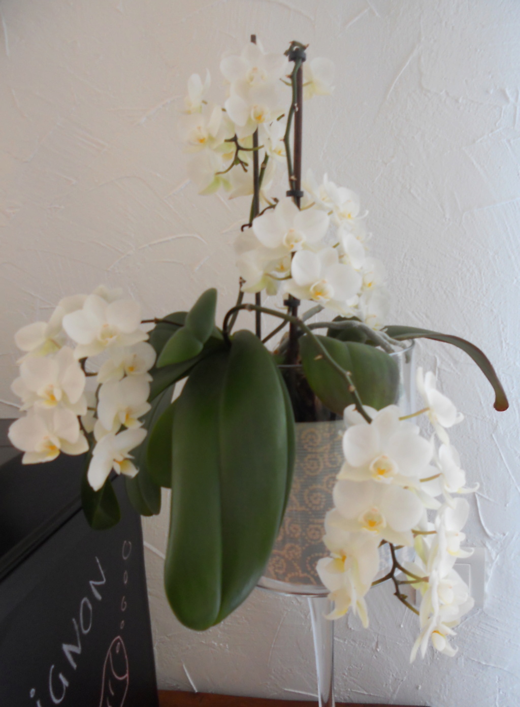 photo des orchidées Dscn0210