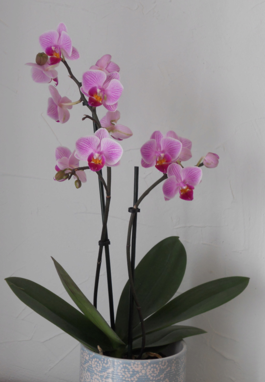 photo des orchidées Dscn0211