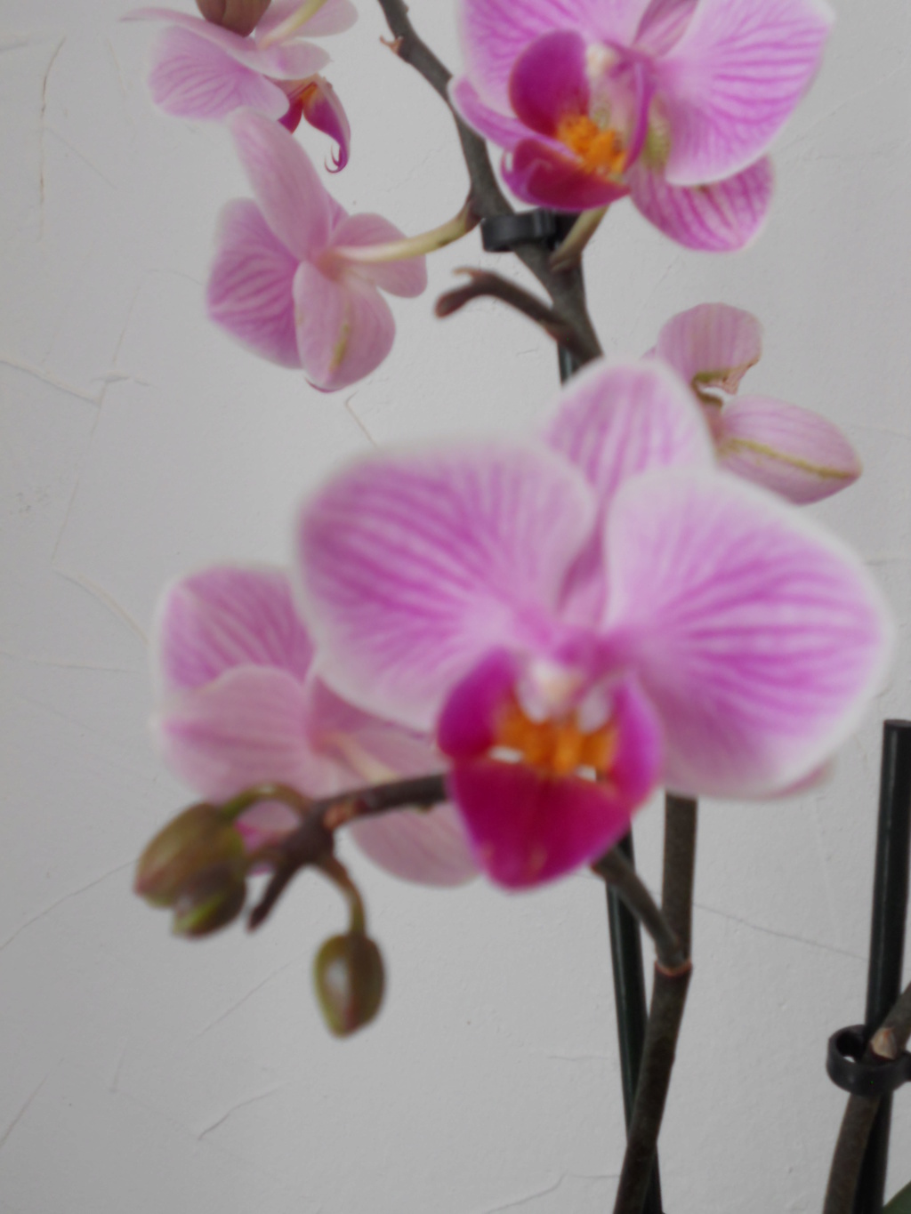 photo des orchidées Dscn0212