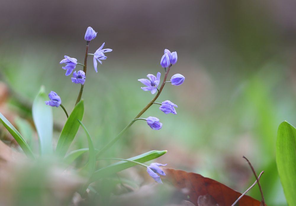 Les premières fleurs en Alsace ! 20.02 F610