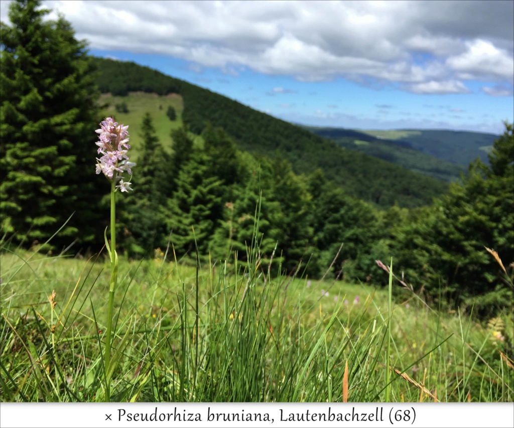 Le plein boom sur les hauteurs (67 & 68)  Gba9210